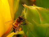 4-25-2005 Bee on Cactus Flower Bud