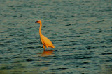 Egret in Rosy Sunset Light.jpg