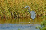 Great Blue Heron 2.jpg