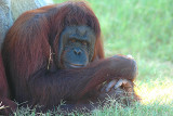 Mother Orangutan.jpg