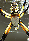 Orb Web Spider Close-up.jpg