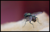 Fly Bottom