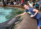 petting dolphins