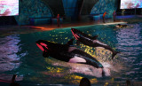 Shamu at night