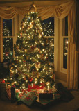 our christmas tree
