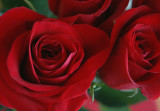 v-day roses from doug