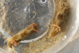 Nudibranchs (sea slugs)
