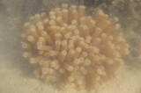 Mushroom coral