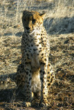 The cheetah's pose