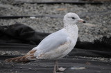 Seagull