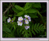 8-6-08 Jacobs Ladder 2669 fr .jpg