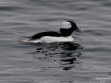 12-30-08 bufflehead_1288a.jpg