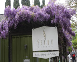 4-7-09 healdsburg wisteria_4129.JPG
