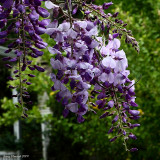 4-7-09 healdsburg wisteria_4130.JPG