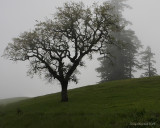 4-8-09 oak in the fog Kings Ridge_4211.JPG