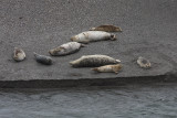 4-8-09 seal at beach below kings ridge_4268.JPG