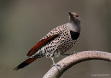 4-18-09 female northern red-shafted flicker_4638.JPG