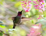4-23-09 annas_4904c3.JPG