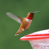 5-19-09 m rufous_5415.jpeg