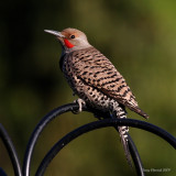 5-24-09 northern flicker_5831.JPG