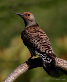 5-26-09 f flicker_5847.JPG