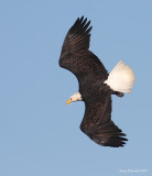 12-26-09 eagle in dive_0015c2.JPG