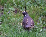 10-20-07 quail _3217.JPG