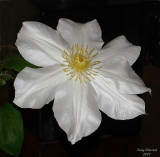 9-19-07 clematis_1487r.JPG