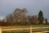 11-02-07 eagle tree and nest_3455ff.JPG