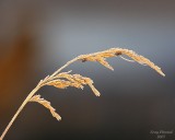 11-02-07 frozen grass_3375.JPG