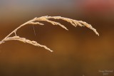 11-02-07 frozen grass_3376.JPG