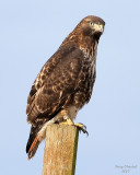 11-02-07Red tail_3520 c2.JPG