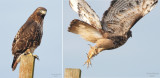 11-02-07redtail combo.jpg