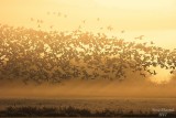 11-02-07snowgeese into morning sun_3391.JPG