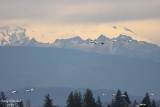 11-02-07snowgeese mt baker background_3555.JPG