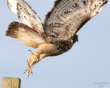 Drat! IMG_3524c1.JPG
