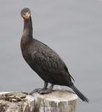 11-06-07 Double-Crested Cormorant_3708.jpg
