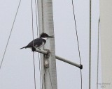 11-06-07 Kingfisher_3675.JPG