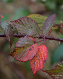 11-06-07 Hayton blackberry in late fall_4069.JPG