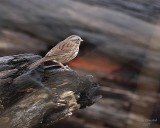 11-16-07 Hayton sparrow_4017.JPG
