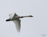 11-16-07 tundra swan EA7_4007.JPG