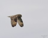 11-30-07 short-eared owl_4614.JPG