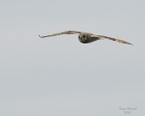 11-30-07 short-eared owl_4618.JPG