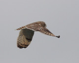11-30-07 short-eared owl_4628.JPG