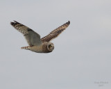 11-30-07 short-eared owl_4638.JPG