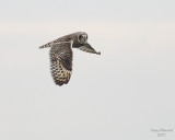 11-30-07 short-eared owl_4670.JPG