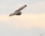 11-30-07 short-eared owl_4671.JPG