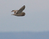 11-30-07 short-eared owl_4678.JPG