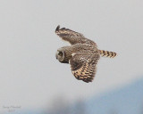 11-30-07 short-eared owl_4699 c2.JPG