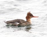 12-16-07 red-breasted merganser_5233.jpeg